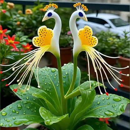 Imported Peacock Flower Seeds🌺🌿 + 100g Pot Mix Free