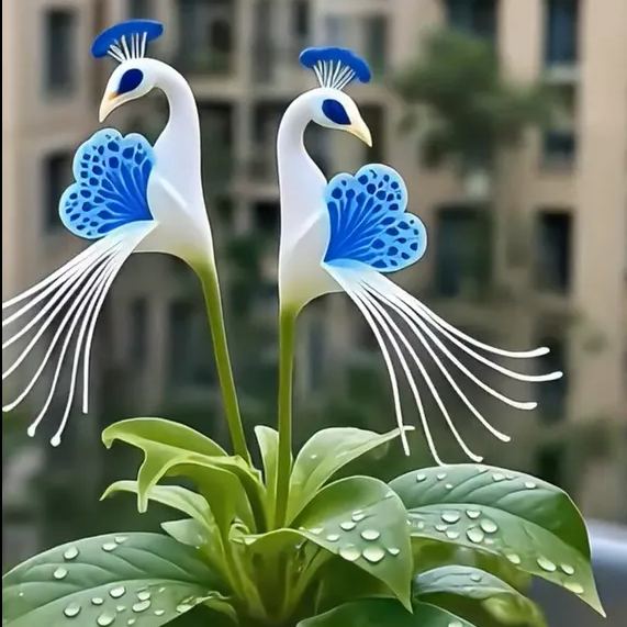 Imported Peacock Flower Seeds🌺🌿 + 100g Pot Mix Free