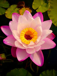 Assorted Tropical Waterlily