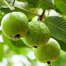 Guava-Lucknow-49(Air Layered Plant)