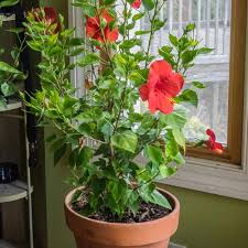 Red Hibiscus Live Plant
