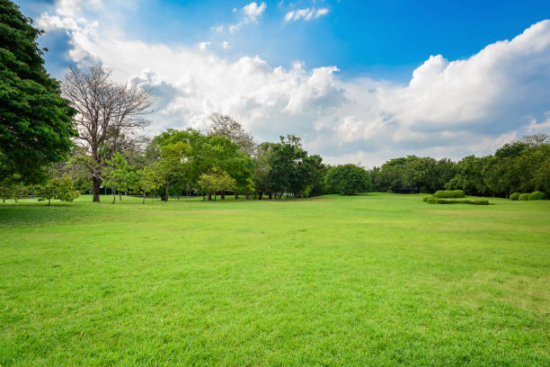 Evergreen Grass Seeds For Beautiful Home Gardening