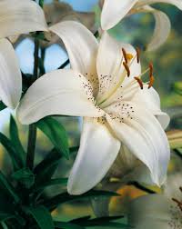 Imported Asiatic Lily Bulbs