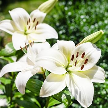 Imported Asiatic Lily Bulbs
