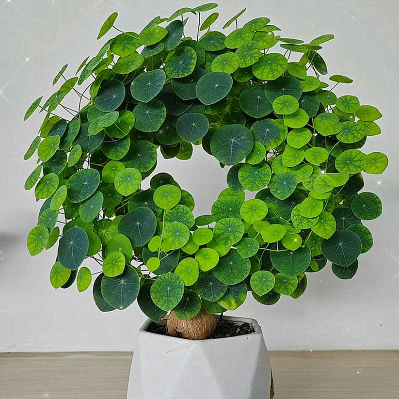 Stephania Erecta Bulbs (Buy 1 Get 1 Free)