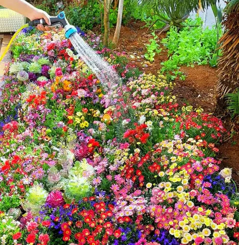 Italian Premium Flower Seeds + FREE Plant Growth Supplement