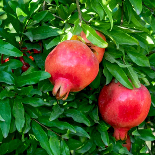 Imported Pomegranate Seeds (Buy 1 Get 1 Free)