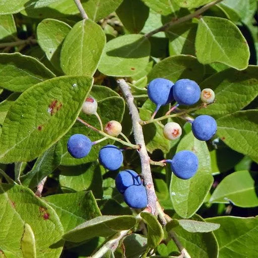 Rudraksha Sacred Plant