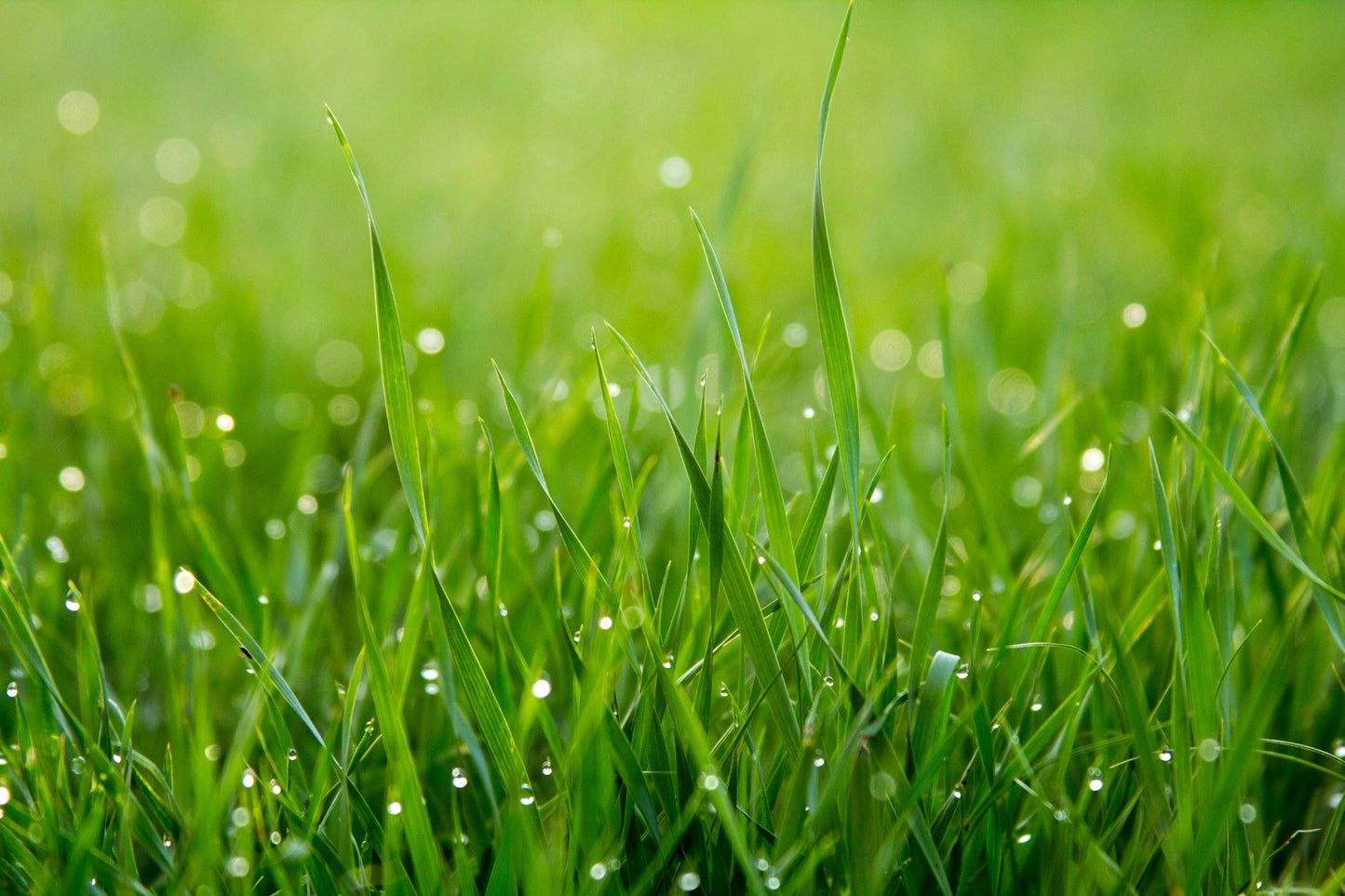 Evergreen Grass Seeds For Beautiful Home Gardening