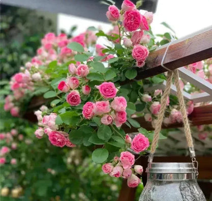 Climbing Rose Flower Seeds + FREE Plant Growth Supplement