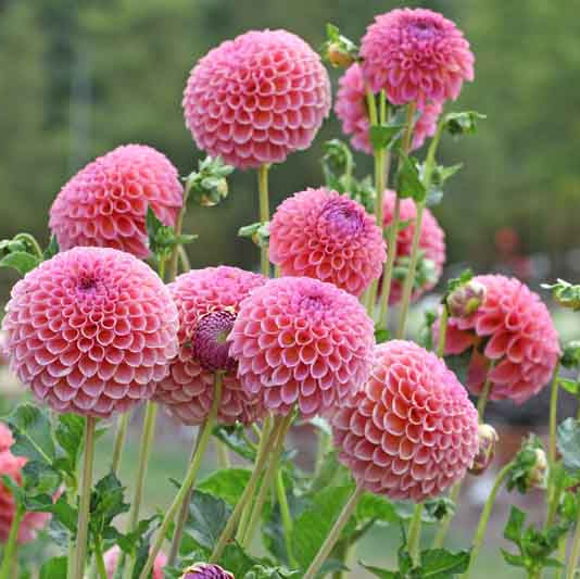 Pom Pom Dahlia