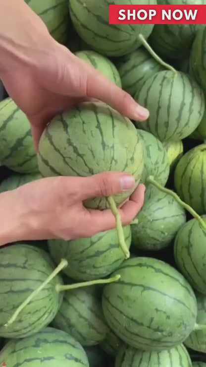 Red Jade Watermelon Seeds