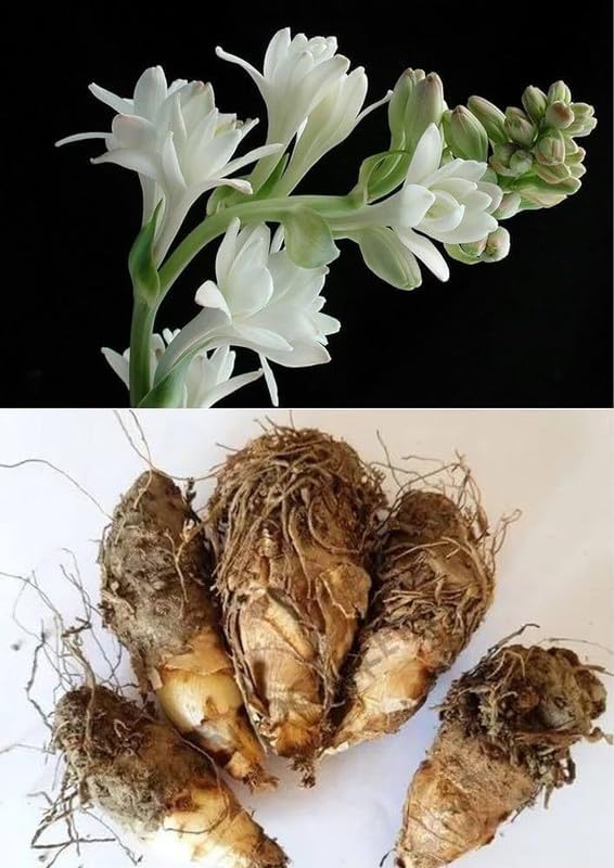 Rajanigandha Flower Bulbs Pack Of 5