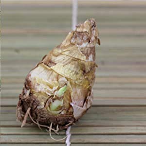 Rajanigandha Flower Bulbs Pack Of 5