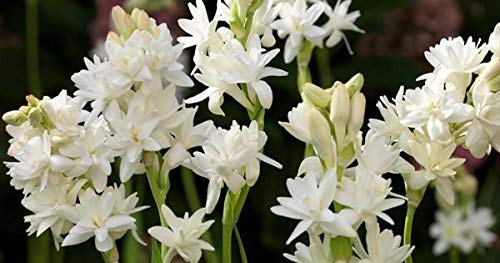 Rajanigandha Flower Bulbs Pack Of 5
