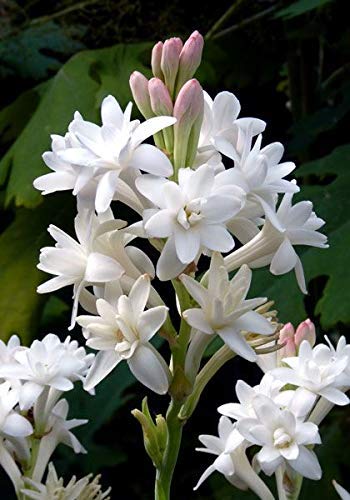 Rajanigandha Flower Bulbs Pack Of 5