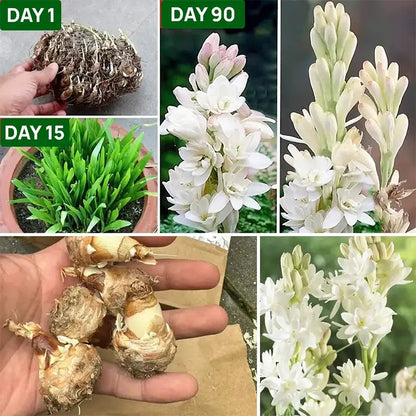 Afflorance Tuberose Bulbs (Buy 1 Get 1 Free)