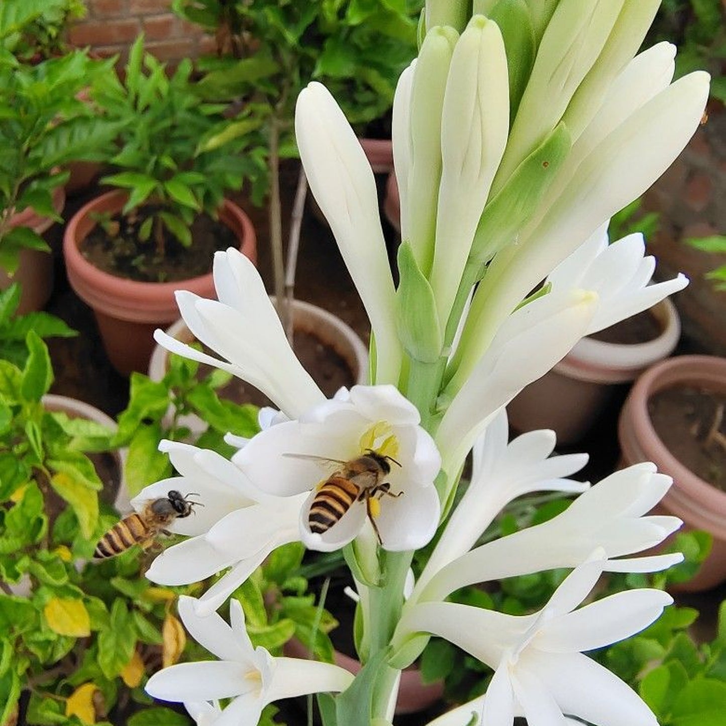 Rajanigandha Bulbs (Tuberose)