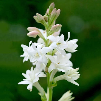 Rajanigandha Bulbs (Tuberose)
