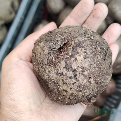 Stephania Erecta Plant Bulbs