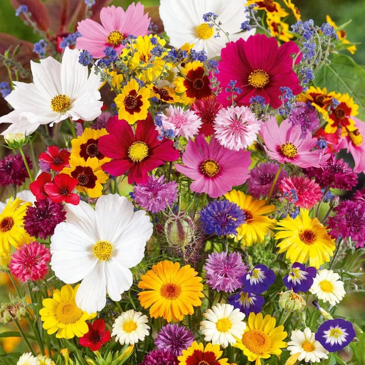 Italian Premium Flower Seeds + FREE Plant Growth Supplement
