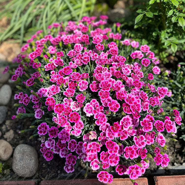 Dianthus Barbatus Seeds + Free Pot Mixture