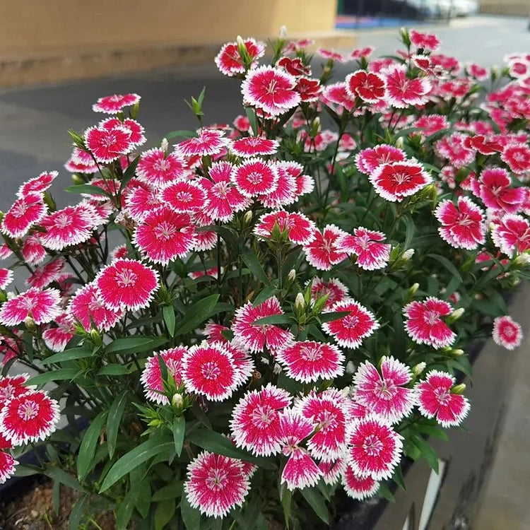Dianthus Barbatus Seeds + Free Pot Mixture
