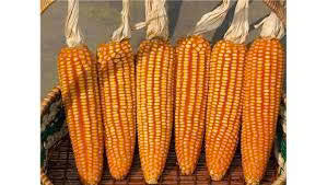 🌽 Japanese Yellow Corn Seeds